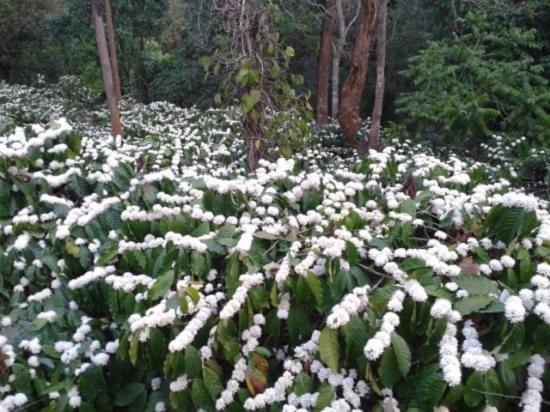 New Organic Home Stay Mudigere Dış mekan fotoğraf