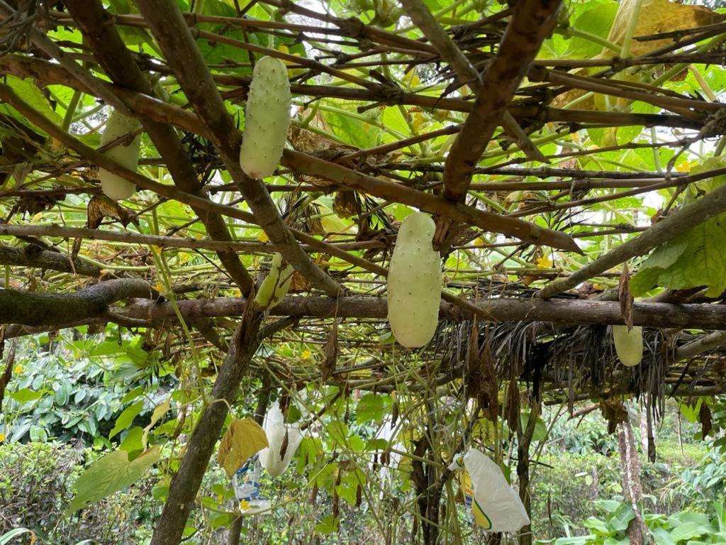 New Organic Home Stay Mudigere Dış mekan fotoğraf
