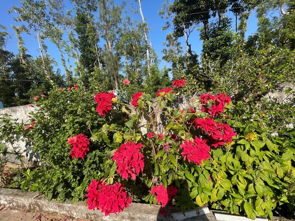 New Organic Home Stay Mudigere Dış mekan fotoğraf